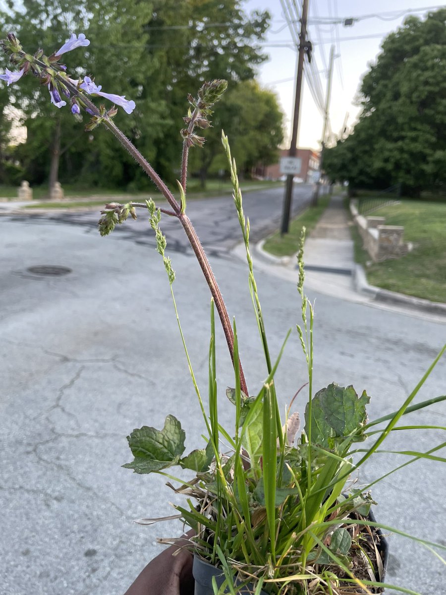 Met this schizo musician in my town.

Most off the wall 2 hour conversation. He told me the more you fight the tide(struggles) the quicker you drown.

Mention flow state and how our energies are connected in another dimension. Then he gave me this Lyre for natural health.

I’m…