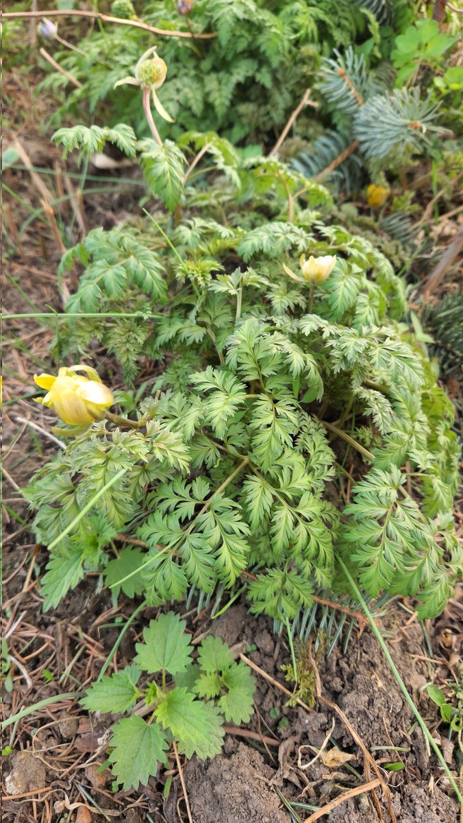 花期结束的冰凌花