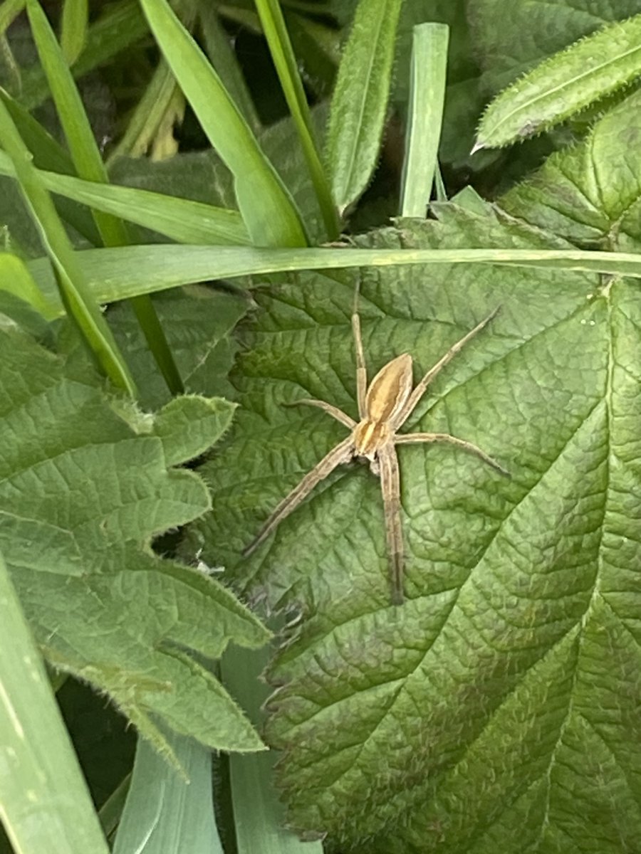 It was great for the Green Angels team to meet everybody in person at Beam Parklands on the Wildlife Identification course on Wednesday with @EssexWildlife & @lbbdcouncil. A huge thanks to everyone involved. We used sweep nets, saw spindle ermine moth caterpillars and much more!