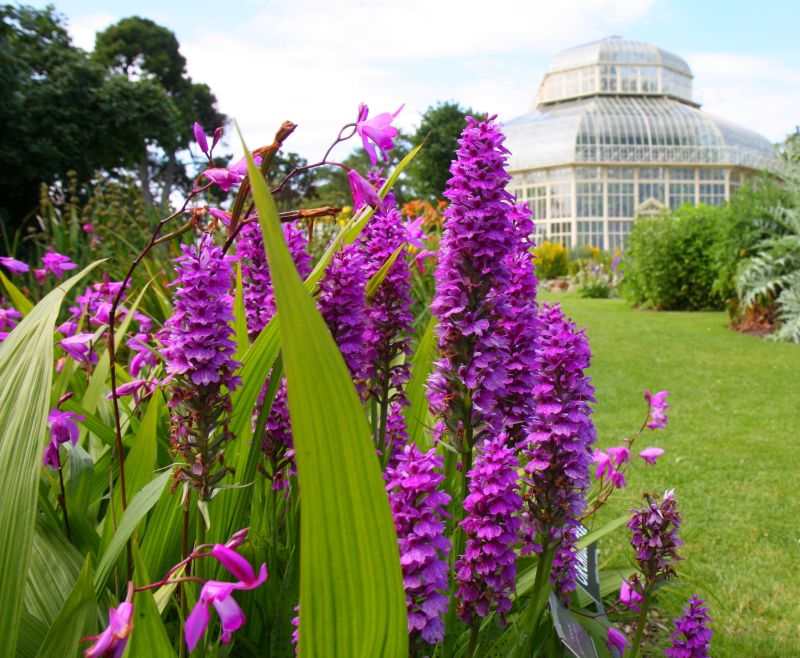 Share with @NBGGlasnevinOPW your stories & memories of the Gardens for an upcoming exhibition 'Stories from the Gardens'.  Tell us of walks, events, or even celebrities you may have met.
Full Details: cutt.ly/Yw6KueYp 
#HeritageWeek #Exhibition #SocialHistory