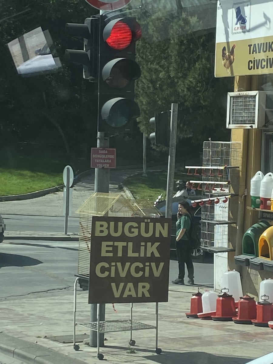 Yarın etlik civciv var mı ?