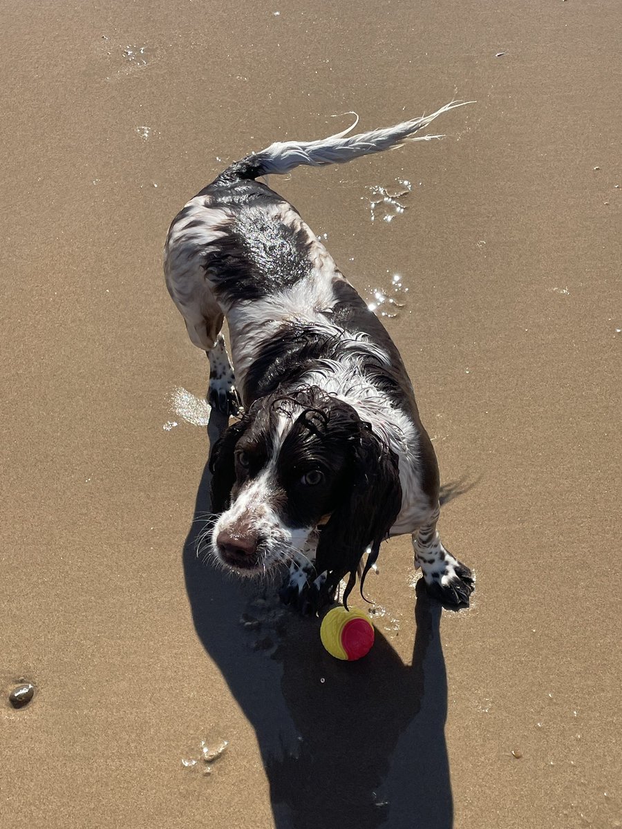 Super on the beach this morning, almost no wind. #WhitleyBay