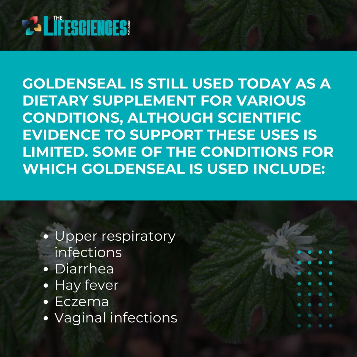 Preserving Goldenseal: From Tradition to Threat Learn about this endangered herb’s history and uses, from Native American remedies to modern supplements. 

Follow @thelifesciencesmagazine for more.  

#GoldensealHistory #TraditionalRemedies #EndangeredHerbs