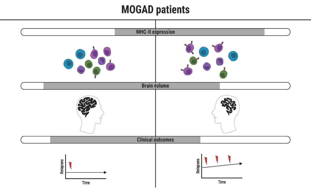 Exciting news! 🌟 This month is MOGAD Awareness Month, and we are thrilled to share our latest publication on MOGAD research. 
doi.org/10.1016/j.jneu…
#MOGAD #MOGADAwarenessMonth