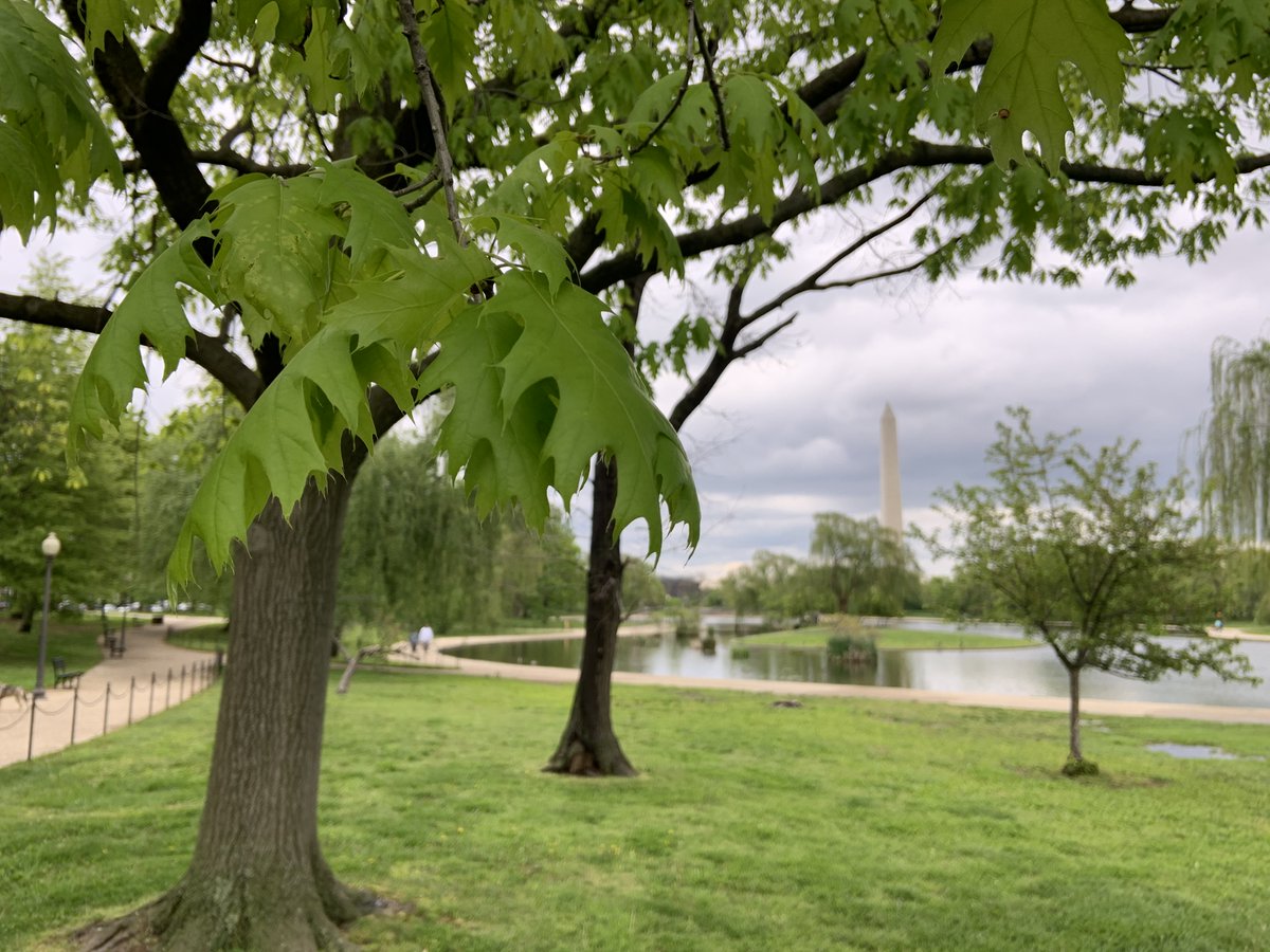 Happy #ArborDay! Of course, we celebrate trees on the National Mall year-round. From the spring blossoms on the cherry trees to the shady elms along the Reflecting Pool to the maples that show spectacular fall colors, we're proud to care for all the trees in the park.🌳🌸🌲🍁
