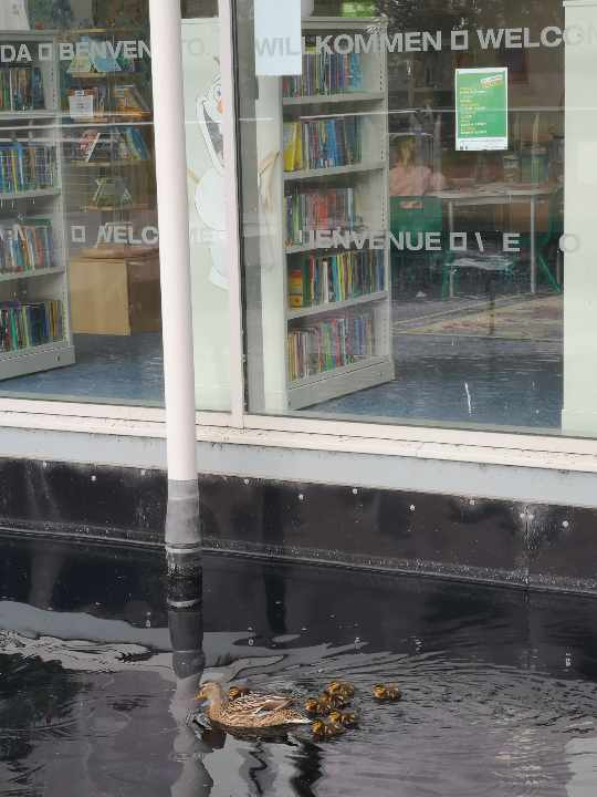 hull_libraries's tweet photo. In other East Park library news....
We had a family visit for the first time today 🦆🦆 https://t.co/A3smWInpgi