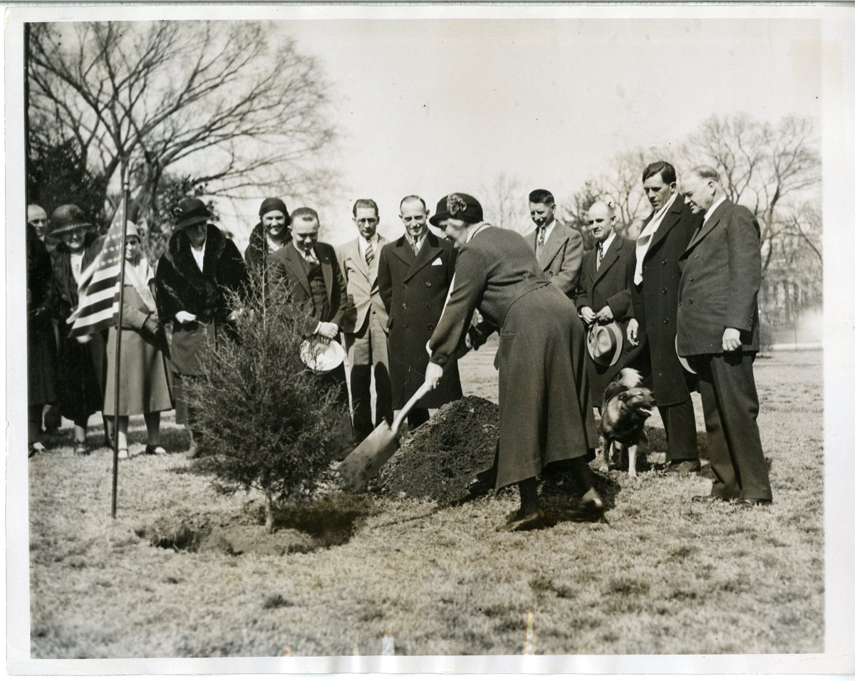 It's #ArborDay! We share this memory from 1932, with First Lady Lou Henry Hoover and President Herbert Hoover planting a cedar tree on the White House grounds. The tree was from 'Ferry Farm' in Fredericksburg, VA, across the river where George Washington spent his boyhood days!