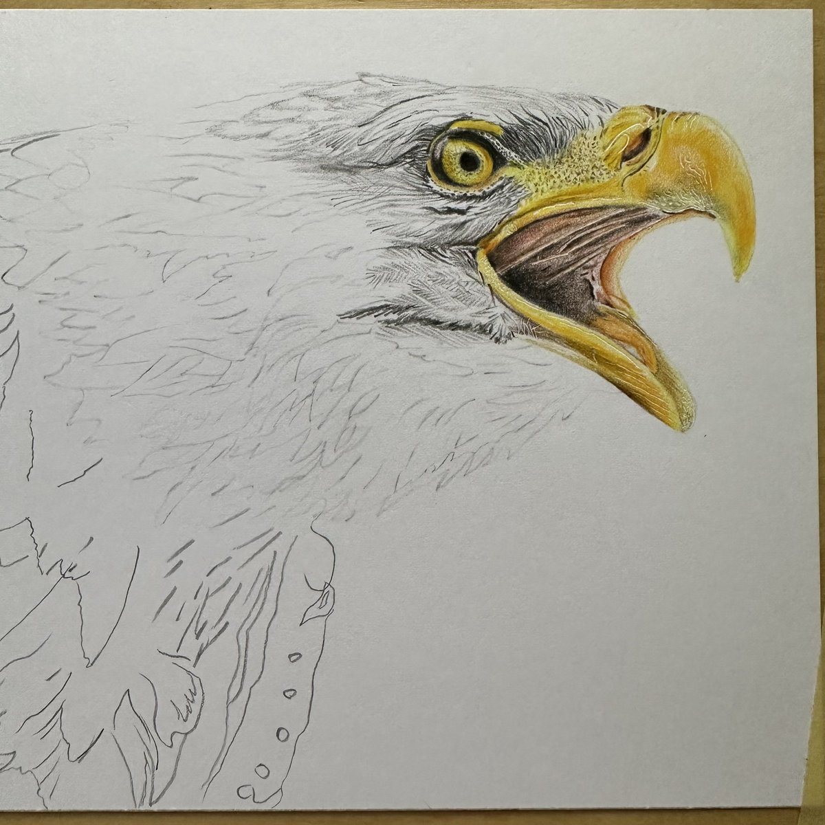 Not registered for #PAE24 yet @PAEartforacause but at least I’ve made a start on the #art. I wonder how many of these you’ll get 🤔 #BaldEagle 👍