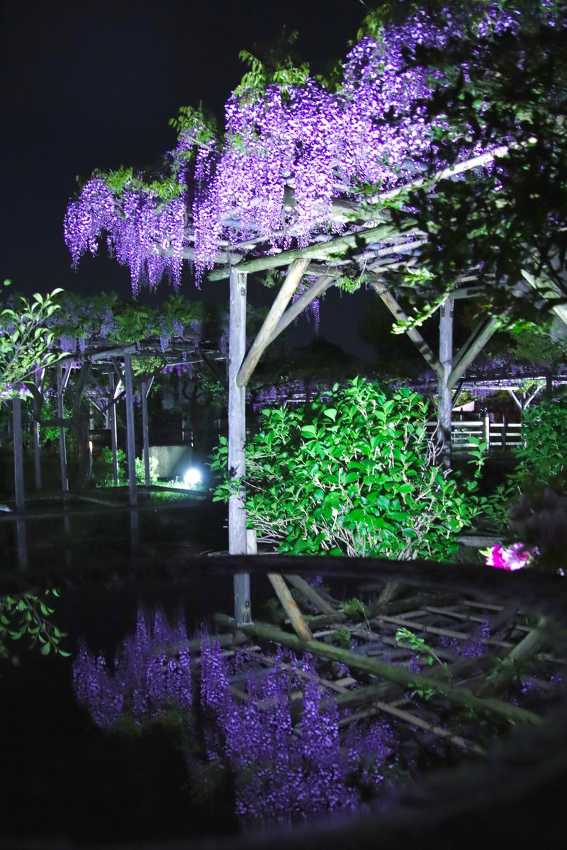 #亀戸神社 
#藤の花 

雨の日の夜の水鏡💜

#tokyo_shots 
#tokyotokyo 
#tokyocameraclub 
#カメラ越しの私の世界
#ファインダー越しの私の世界
#写真で伝えたい私の世界
#写真好きな人と繫がりたい
#カメラ好きな人と繫がりたい