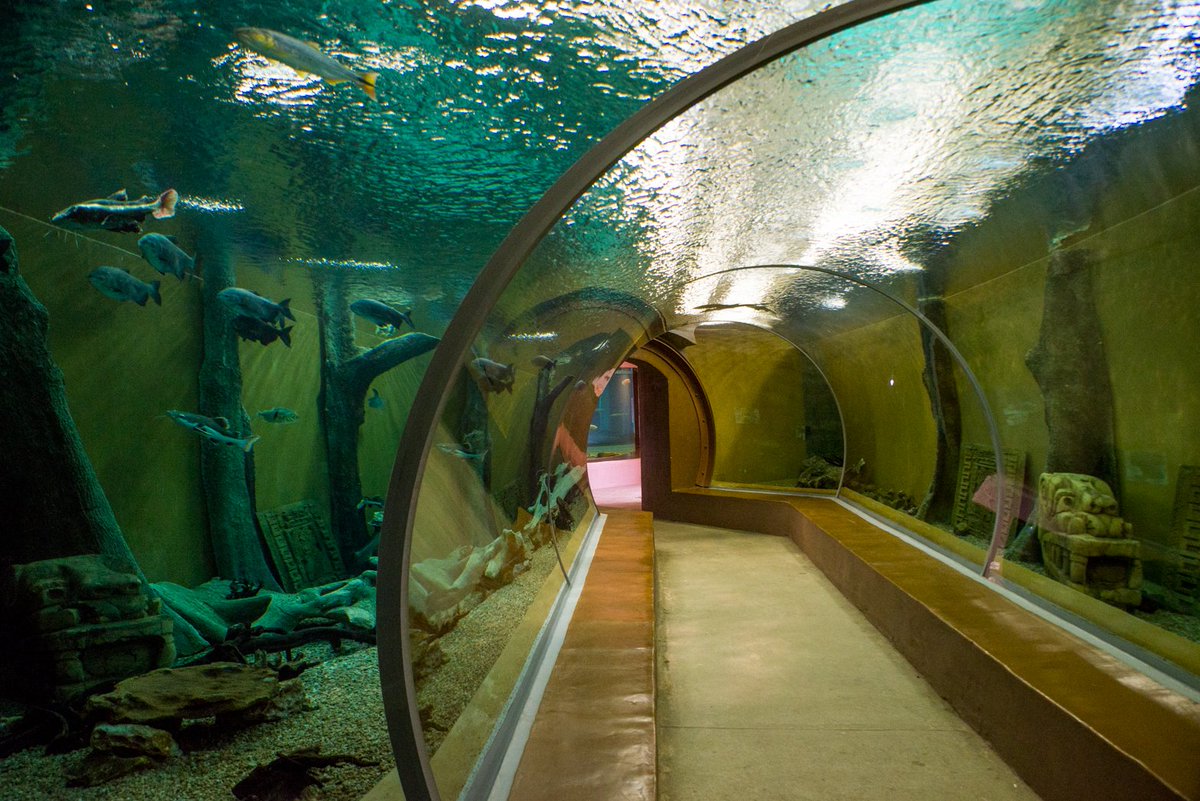 Did you know we have a walk-through freshwater aquarium? 🐠🐠🌊 Come face-to-fin with fascinating aquatic creatures! Our incredible Animal of the Amazon exhibit is home to some of the rainforest's most mesmerizing animals! The exhibit is open daily from 09:00am - 15:00pm…