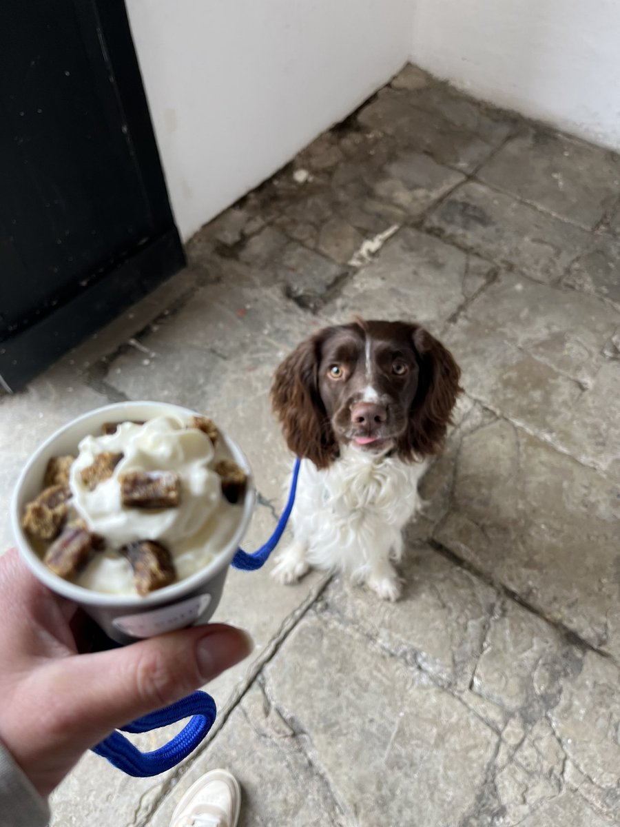 I’ll have a Puppuccino please……… 🐶☕️ #baycoffee #southsea #maverick #springerspaniel #spoilt #fridaytreat