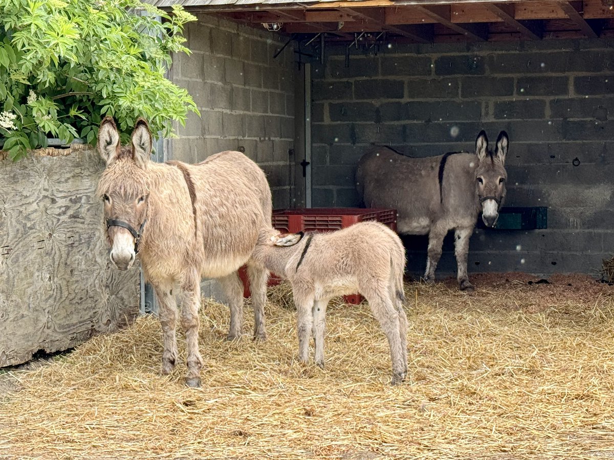 Une naissance a eu lieu au Parc du Lac de Maine ! 🫏 Une des deux ânesses a mis bas il y a peu, et a donné naissance à Olympe, prénom que vous avez pu choisir sur notre compte Instagram ! 🤍 Pour le moment, la maman et le petit doivent être au calme. Veuillez ne pas les nourrir…