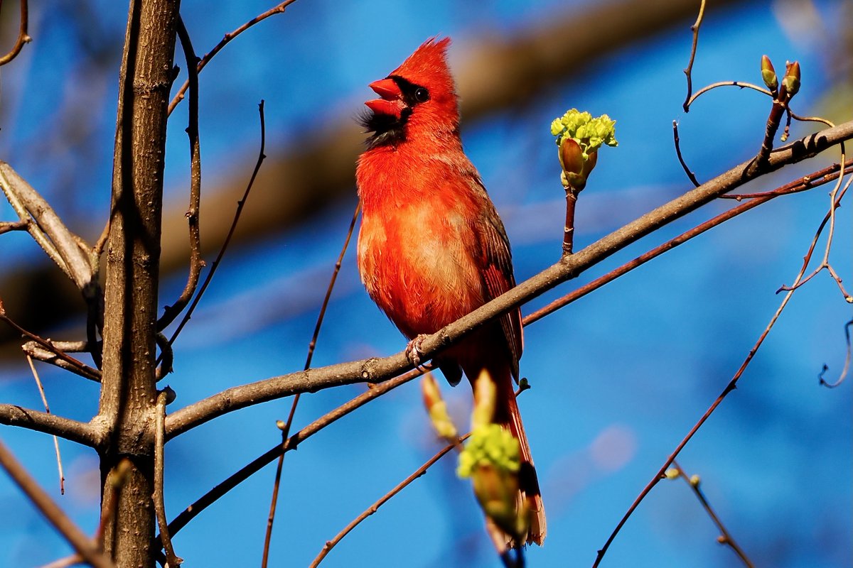 Serenading the evening sky #birds #birdphotography #naturephotography #wildlifephotography #centralmass #TwitterNatureCommunity #OM1 #centralma #wildlife #nature #Massachusetts #birdwatching #worcester #worcesterma #urbanbirds #Cardinals #northerncardinal #OLYMPUS