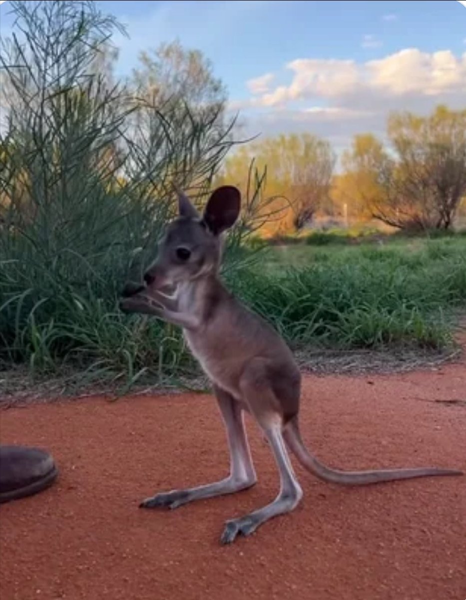 Öyle isterdim ki yavru Kangaroo görmenizi 💞