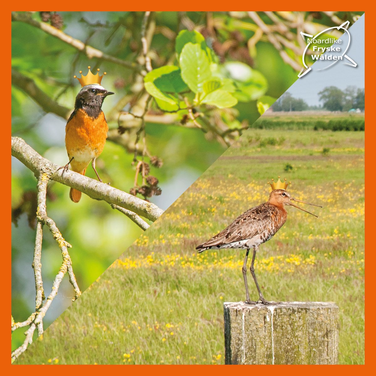 Namens de 𝗞𝗲𝗻𝗶𝗻𝗴𝗶𝗻𝗻𝗲 𝗳𝗮𝗻 '𝗲 𝗪â𝗹𝗱𝗲𝗻 (Gekraagde roodstraat) en de 𝗞𝗲𝗻𝗶𝗻𝗴 𝗳𝗮𝗻 '𝗲 𝗚𝗿𝗲𝗶𝗱𝗲 (Grutto) wensen wij u een fijne Koningsdag!🧡