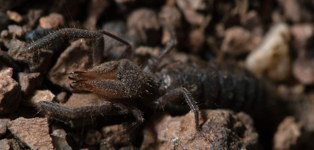 Descubren una nueva especie de araña camello en la península ibérica. Un estudio liderado por el CSIC describe una segunda especie de solífugo para la Península, 'Gluvia brunnea', 200 años después del descubrimiento de 'Gluvia dorsalis'. ➡️ bit.ly/3Qm6KIF