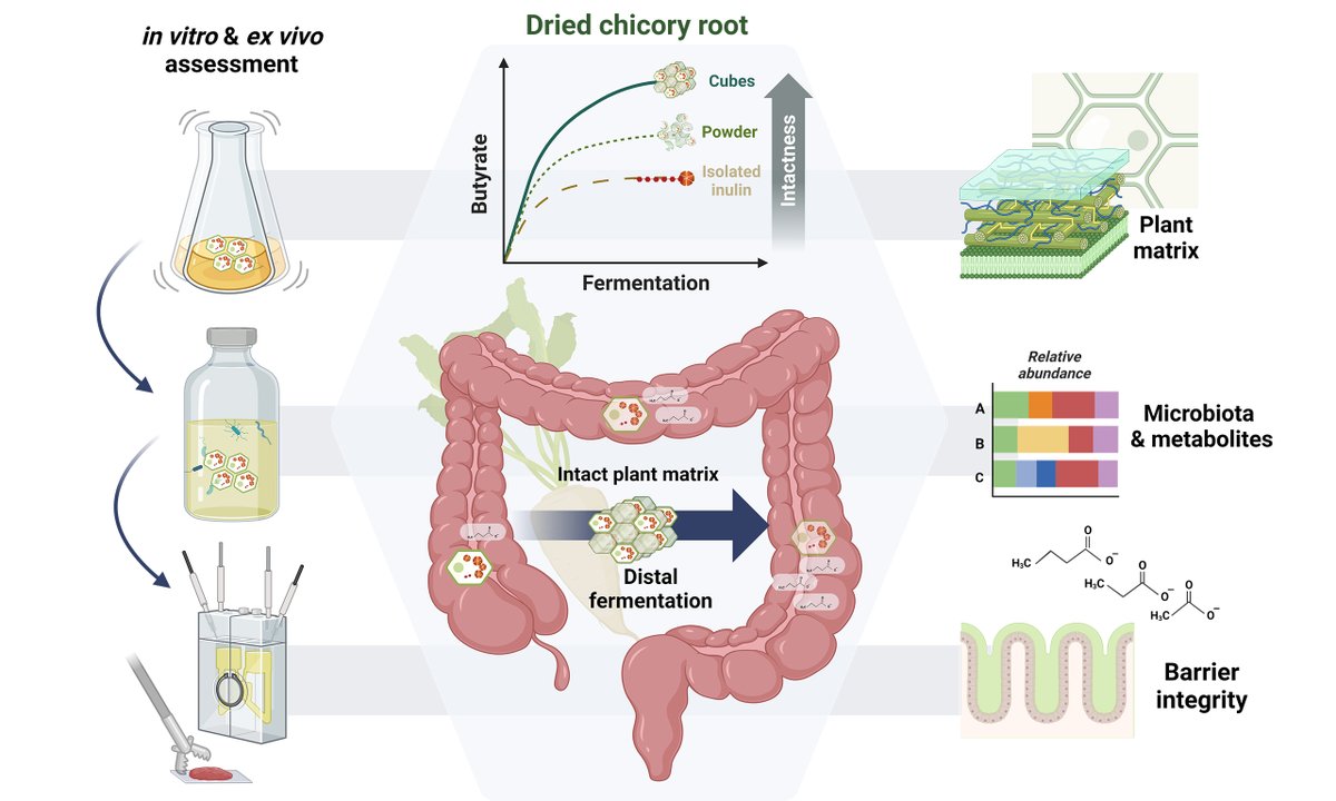 Analysis of the #fermentation kinetics and #gutmicrobiota modulatory effect of dried chicory root reveals the impact of the plant-cell matrix rationalizing its conversion in the distal #colon View&Download: 👇oaepublish.com/articles/mrr.2… #guthealth #gutmicrobiota