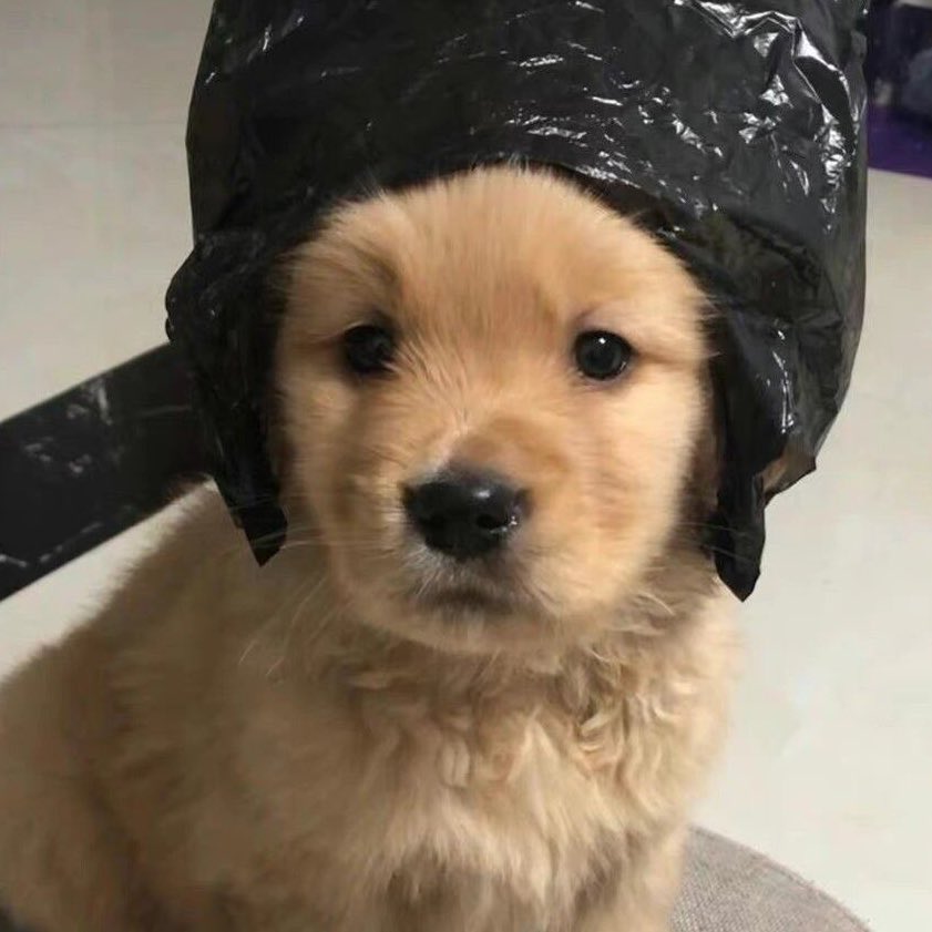 takemybear 🐶 tweet media