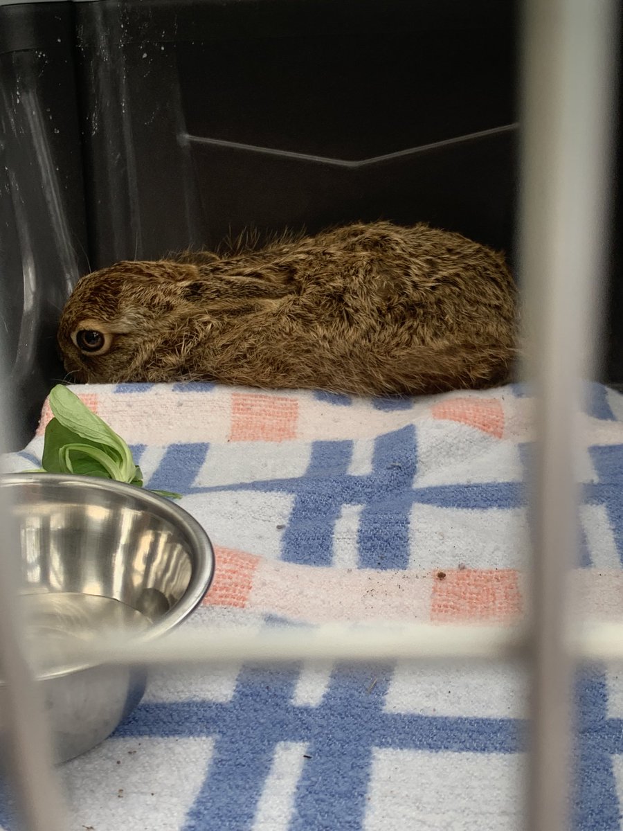 Arrêter d’urgence le 🚜 !

Stopper Ugo notre jeune chien

Sauver un tout jeune lièvre 😍.

Le nourrir (🥗🥕 💦) et quelques graines de poivre.
On va le réintroduire dans son milieu au +vite. 
Les haies que nous plantons sont un vivier de biodiversité 🌳🌳
#adopteunchene