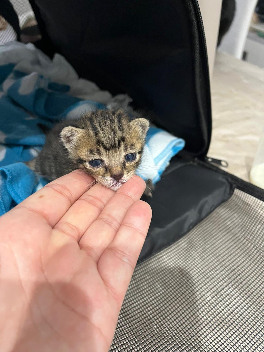 MariaaJesus98's tweet photo. Este precioso bebé busca casa 🥺🥺 https://t.co/Ghuh93Rt5d