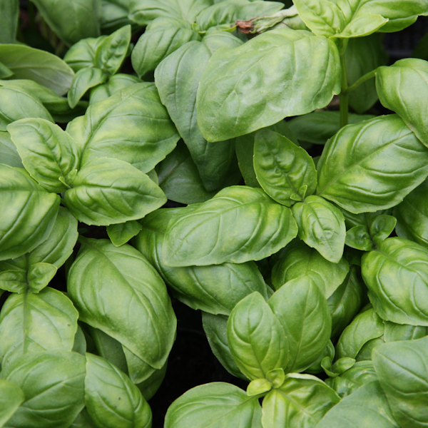 Whether you're all in or a bit hesitant, basil brings a whole new dimension to your cocktails. Crush a few basil leaves into your mix for that zesty twist, or simply let a sprig float as a fragrant garnish. 

It's all about finding what works best for you! 🍹