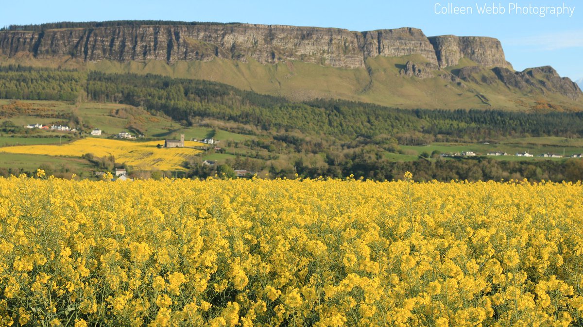 A rapeseed field in Magilligan looking absolutely beautiful with Binevenagh Mountain in the background. @angie_weather @barrabest @bbcniweather @WeatherCee @WeatherAisling @Louise_utv