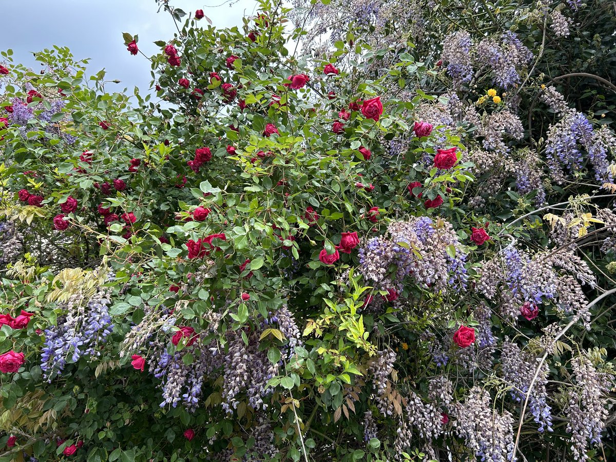 I fiori colorano le nostre giornate