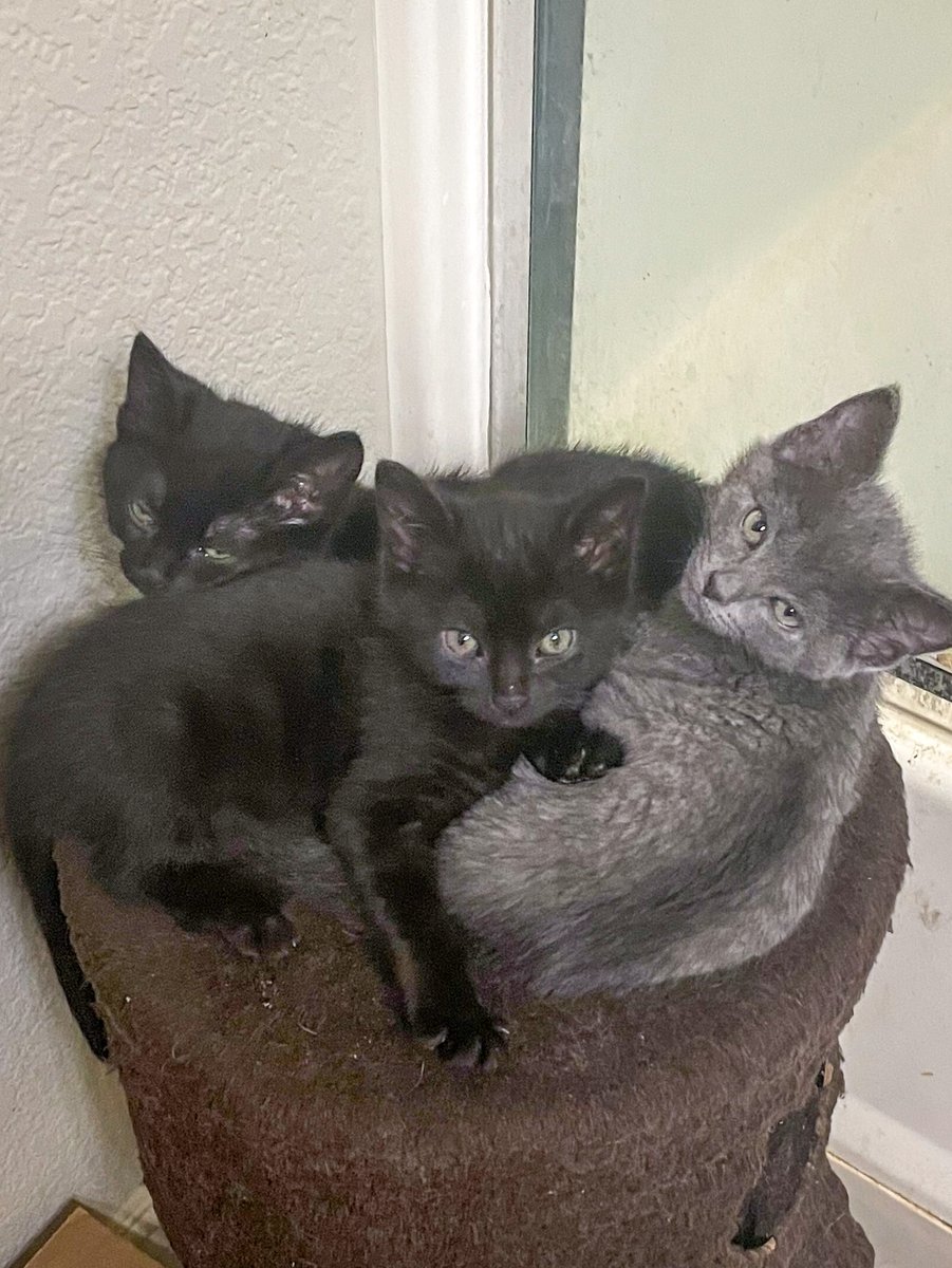 Foster kittens being adorable!

Not fully socialized, but the fact that they didn't all head for their hiding places means I'm making progress with them.

Available for adoption in a couple of months at the Bonita shelter in San Diego.

#fosterKittens #Kittens #KittensOfTwitter
