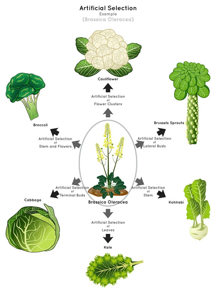 Almost everything you eat has been modified genetically by humans. → Brussels sprouts. → Cauliflower. → Cabbage. → Kohlrabi. → Kale. ↳ Are a human invention. You will never find them in the wild. They are the result of artificial selection. Created by selectively