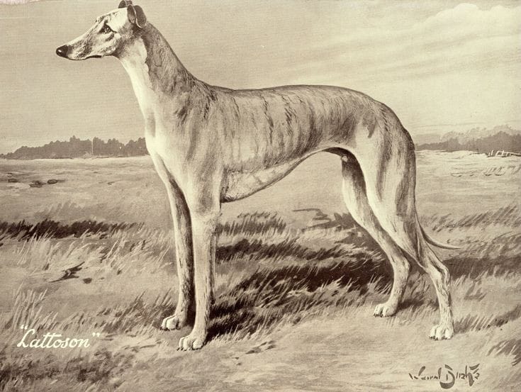 the #sighthound #bulletin on @Patreon here: patreon.com/posts/art-1019…... #greyhound #greyhoundlovers #greyhoundart #sighthoundmuseum #art #artist #artgallery