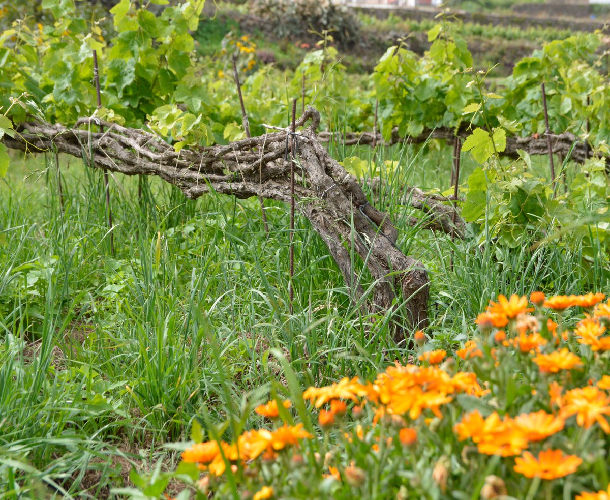 La primavera llena de color los viñedos del Valle de La Orotava 🌼 #VinosValleOrotava #TradicionalmenteUnica #CordonTrenzado #Viñedos #Naturaleza #Tenerife