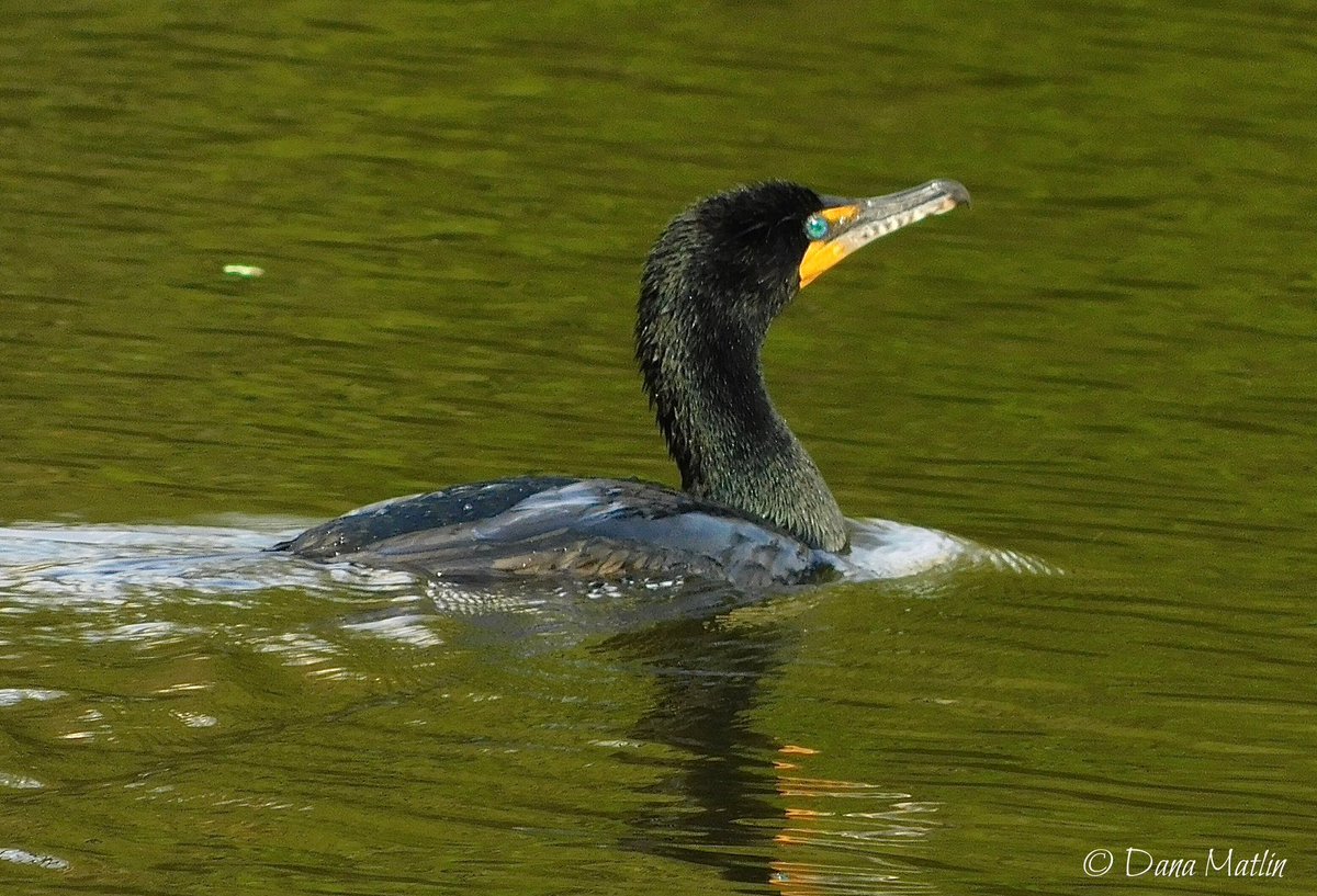 Double-crested Cormorant at the Central Park Pond. #birdcpp #birding #birdwatching #BirdsOfTwitter #birdphotography #NaturePhotography #CentralPark