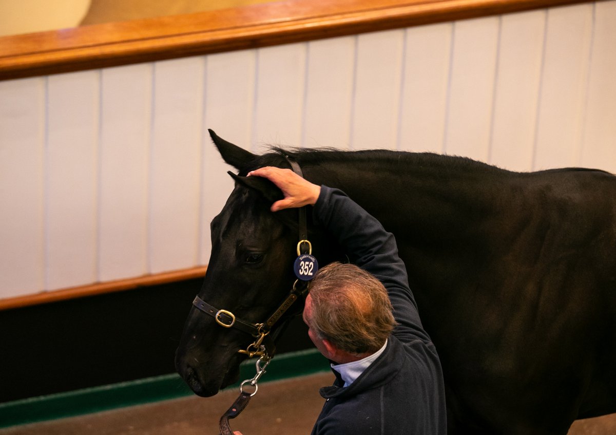 Camille Pissarro, a half-brother to Group 1 winner Golden Horde pictured selling at Tattersalls Book 1 for 1,250,000gns last October, is set to make his debut for Ballydoyle and the Coolmore partners at Navan on Saturday. Marking Your Card 👉 bit.ly/3w8fj2Q