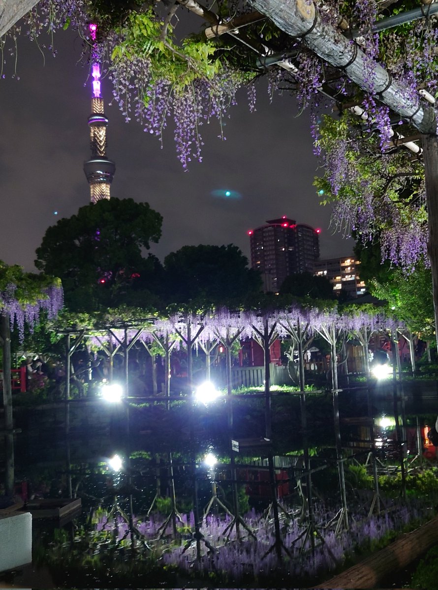 亀戸天神社の藤まつりと
藤色に光るスカイツリー