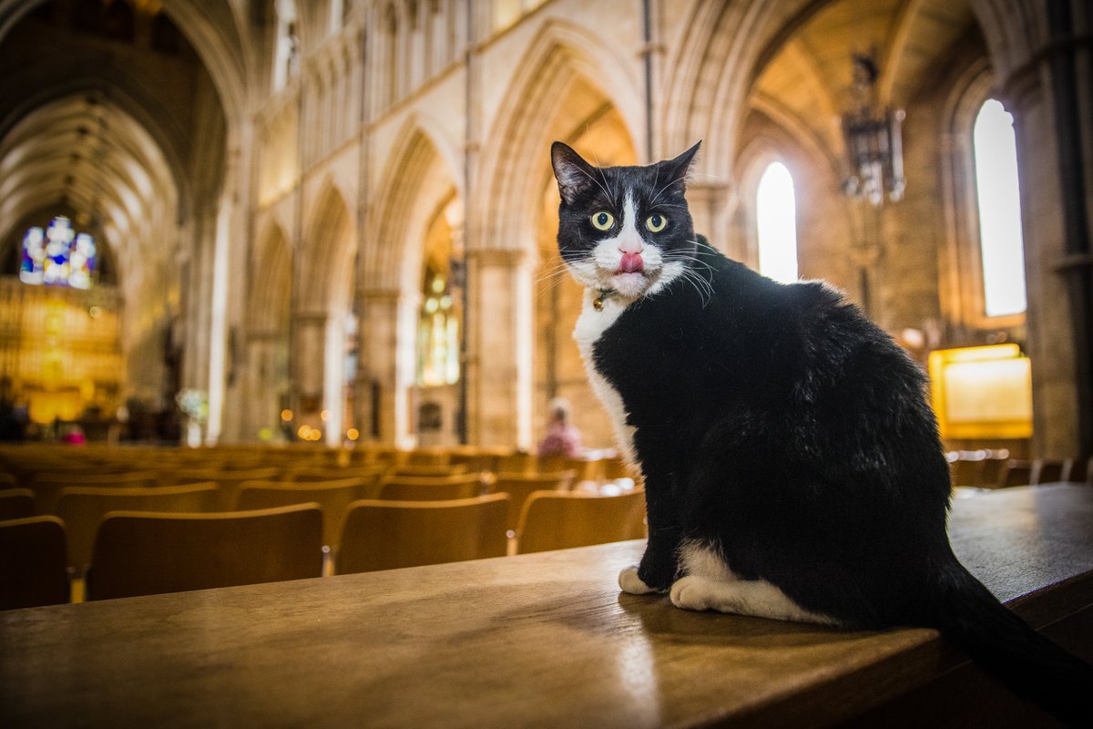 Tongue out Tuesday... @HodgeTheCat 📸 Bridget Davey