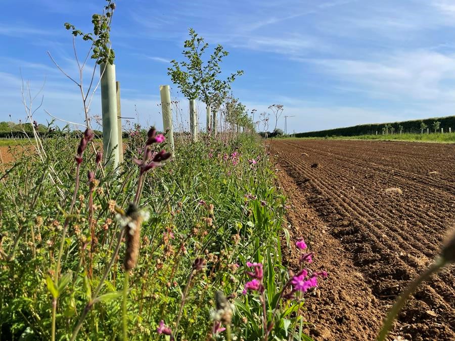 Is agroforestry about to go mainstream? As an annual, grassroots, farmer-led initiative, The Agroforestry Open Weekend in May is an opportunity to share best practices, lessons from the field & discuss some of the challenges and opportunities: agroforestryopenweekend.org