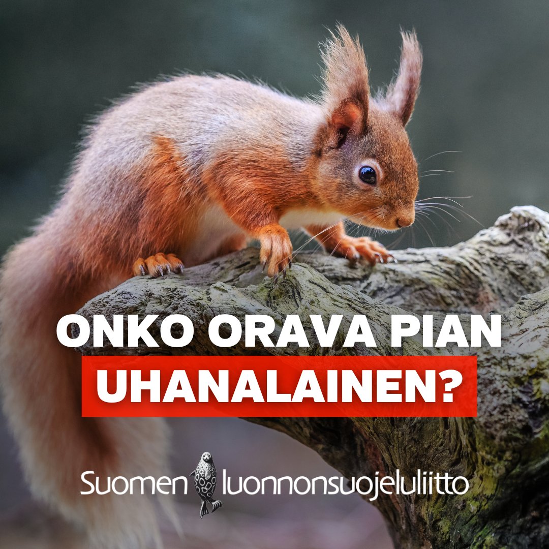 🐿 ❗️Mitä ihmettä, oravako ahdingossa? Kyllä, valitettavasti oravan on arvioitu joutuvan seuraavassa uhanalaisarvioinnissa uhanalaisten lajien listalle. Kaupungissa oravilla menee hyvin, mutta metsäoravilla huonommin.  👉 Ole osa muutosta: sll.fi/auta
