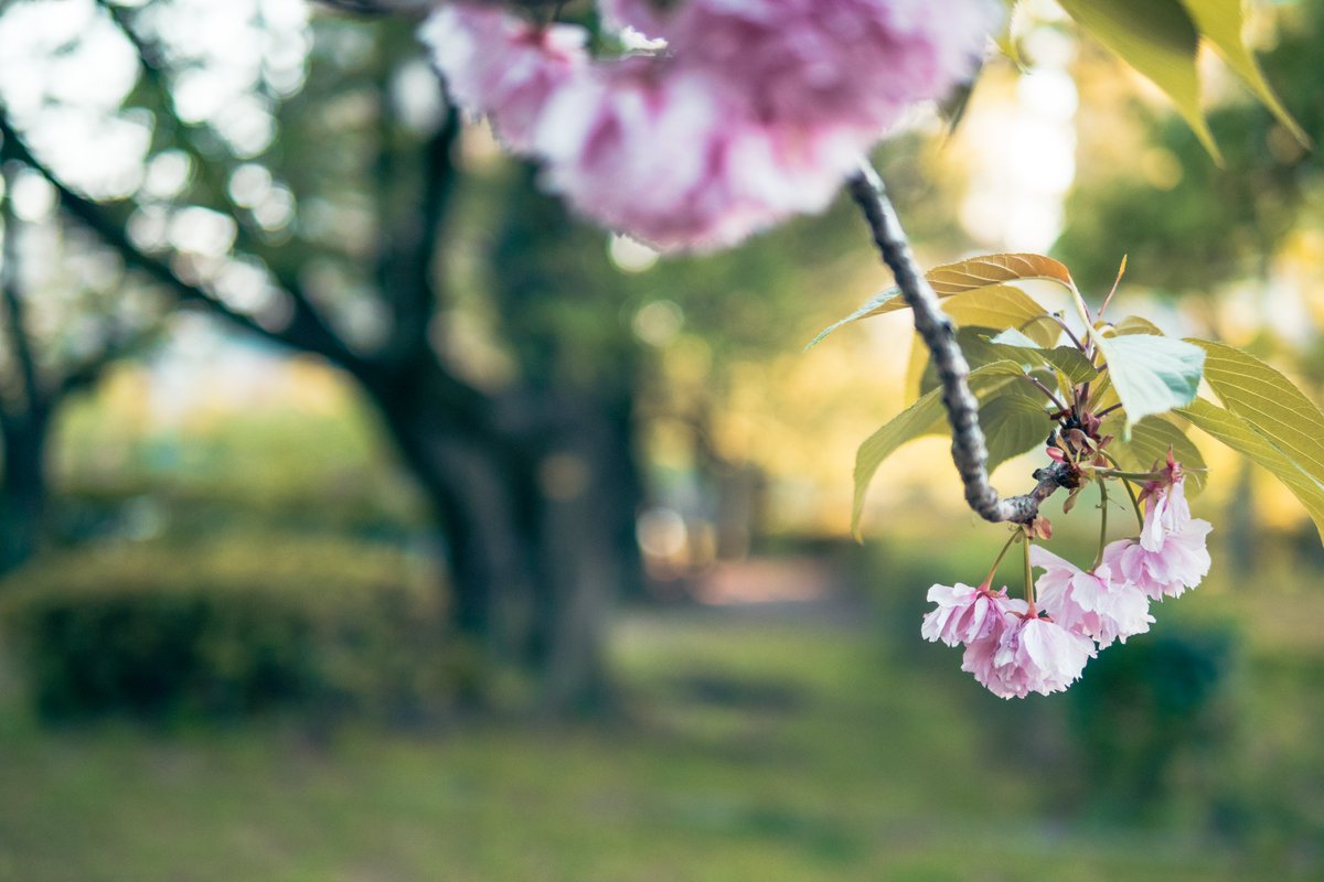 Spring

#写真好きな人と繋がりたい #写真撮ってる人と繋がりたい #カメラ好きな人と繋がりたい #キリトリセカイ #ファインダー越しの私の世界 #Panasonic #LUMIX #G100D