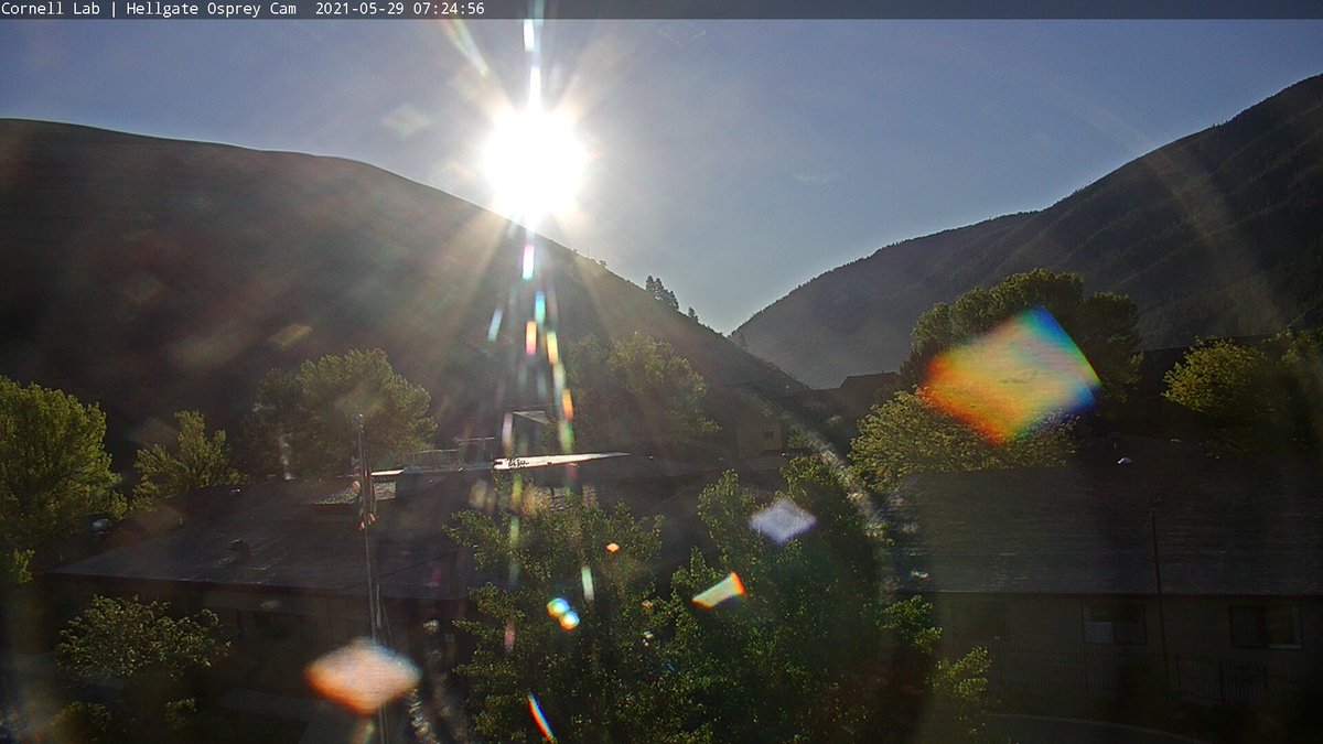 4/26 Good Morning, #CHOWS!  Remember behind every darkened sky the sun is shining brightly.
#ProjectNewMate 🙏🫰
#BeAnIris
#HellgateOsprey