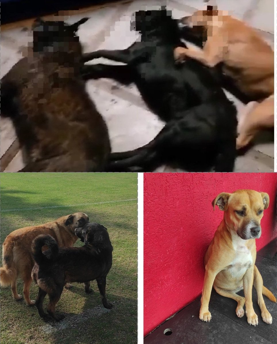 Majo_Armijo's tweet photo. Cuando parece que la miseria del ser humano no puede ser peor suceden cosas como estas 💔

Ayer envenenaron a 𝑪𝒂𝒃𝒆𝒛ó𝒏, 𝑵𝒆𝒈𝒓𝒊𝒕𝒂 y 𝑴𝒐𝒏𝒂, los perritos dulces, cariñosos y juguetones de @TecnicoUOficial 3 perritos que eran parte de esta hermosa familia 🇦🇹 https://t.co/0E6e3hU4Z5