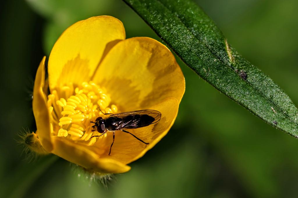 Bit late but morning all.first buttercup In garden this year #derbyshire # nature#wildflowers#macro