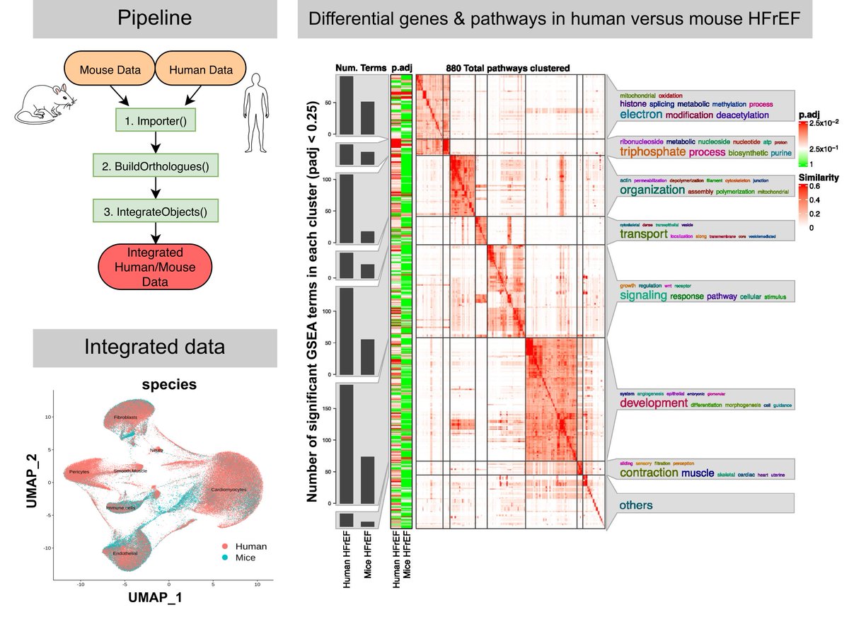 Have you ever wondered about the differences between mice and human? CPI researcher Mariano Jurado and colleagues of the @goetheuni show bioinformatical data about common and unique signatures of heart failure in mice and humans in their recent publication. Find the publication…