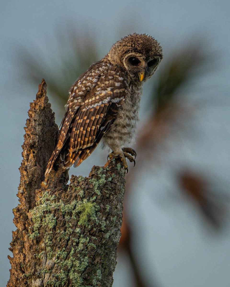 Barred Owlet out for morning adventures...
#photography #NaturePhotography #wildlifephotography #thelittlethings