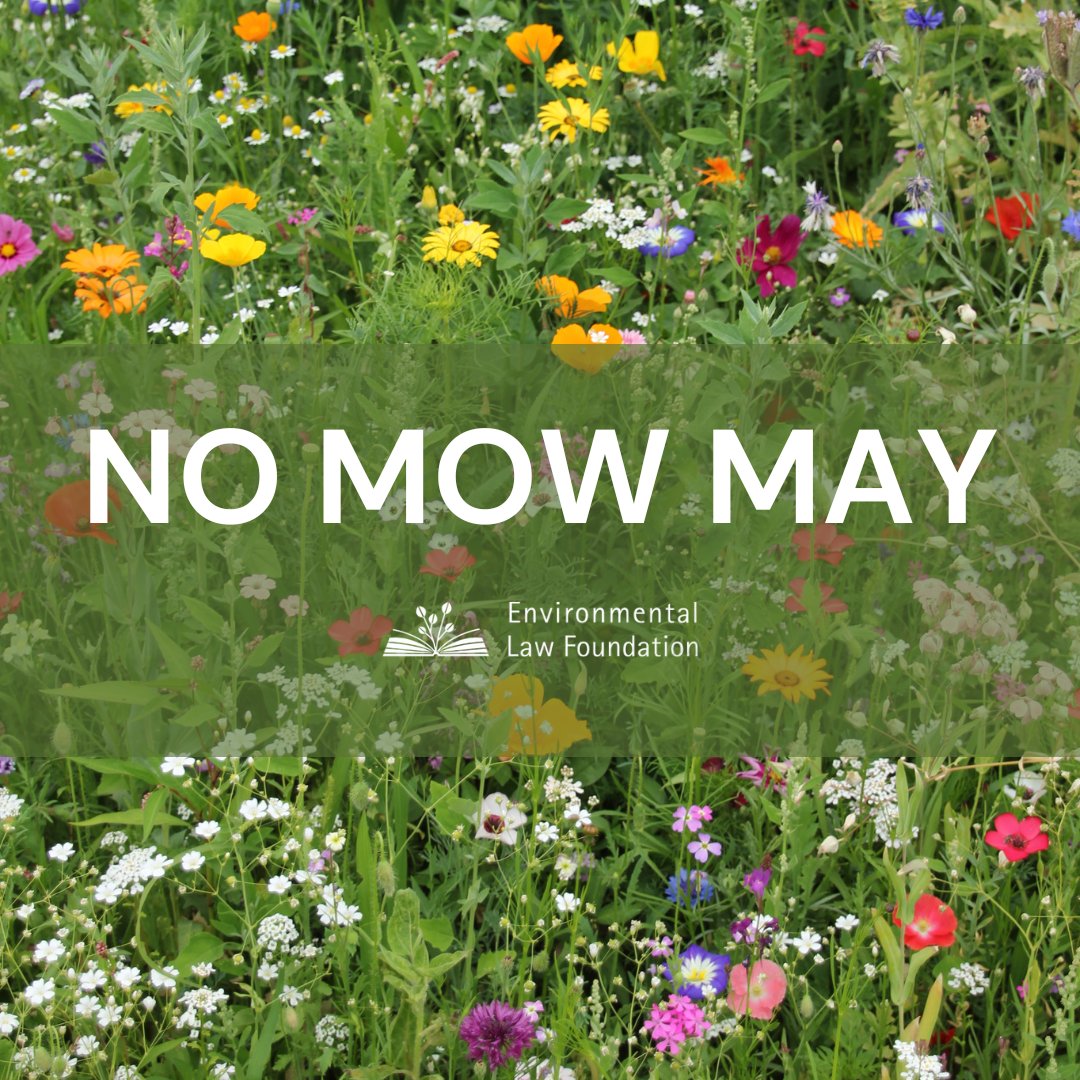 According to Plantlife, We’ve lost nearly 97% of flower-rich meadows since the 1930’s and with them gone are vital food needed by pollinators, like bees and butterflies. By joining #NoMowMay you are fostering biodiversity and helping pollinators flourish.