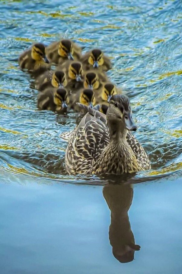 A lovely family leaving for a trip…🦢 Let’s go to the weekend…