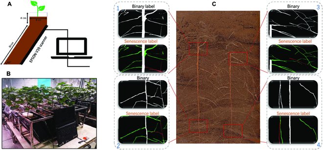 Revolutionizing plant research! Introducing SegFormer-UN: a transformative neural network for rapid, nondestructive root senescence identification in high-resolution images. #PlantResearch #DeepLearning
Details: spj.science.org/doi/10.34133/p…