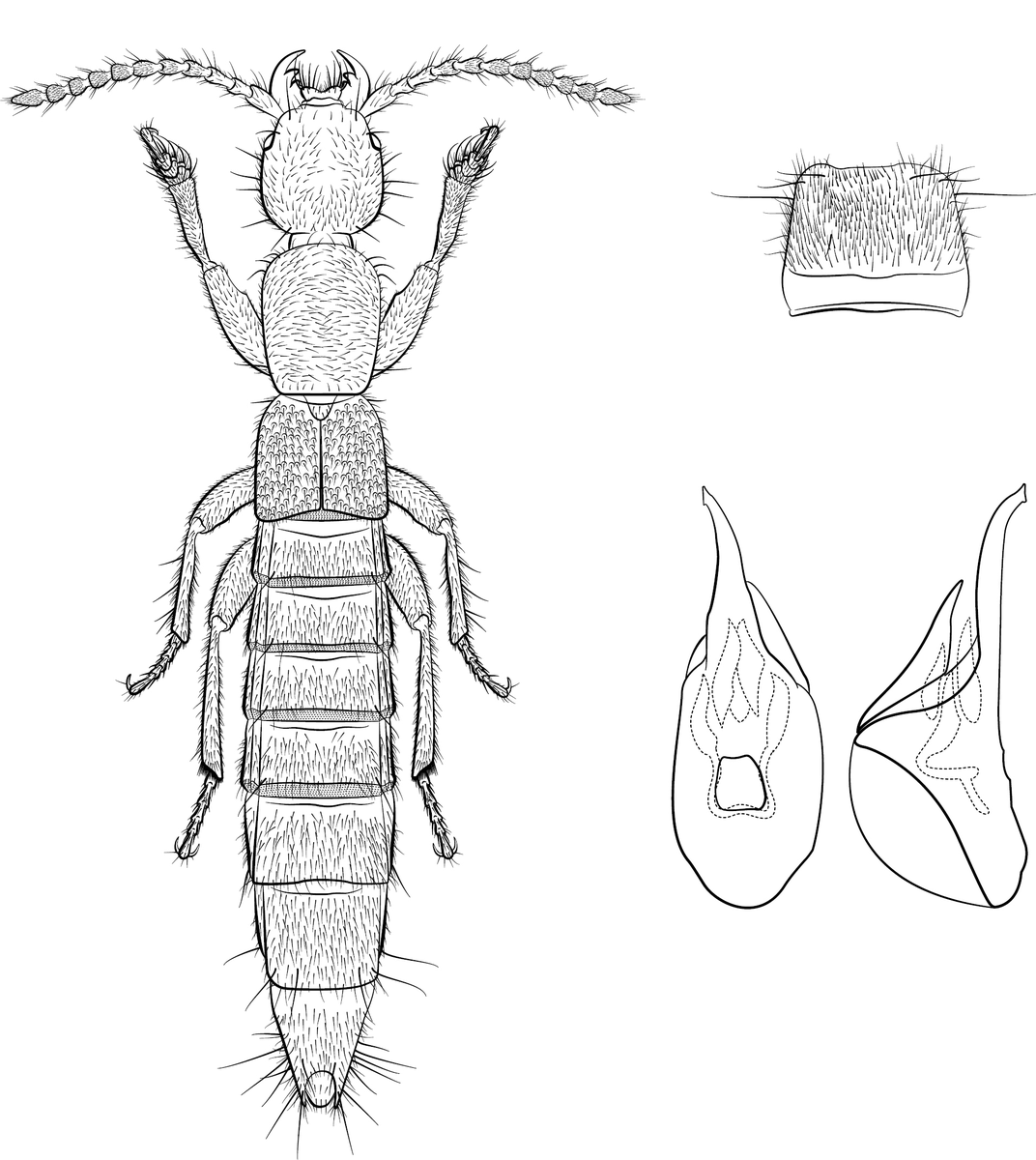 Ten new species are described in a review of Nearctic representatives of the rove beetle genus Lathrobium, by @ClemsonUniv researchers. Find out more here: doi.org/10.3897/zookey… #phylogeny #newspecies #Coleoptera