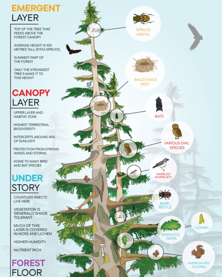 Learning about #biodiversity in your classroom? Check out this colourful infographic by @CanGeo about the layers of life found in an old-growth forest. Find the full version here: bit.ly/3wJUUxR
