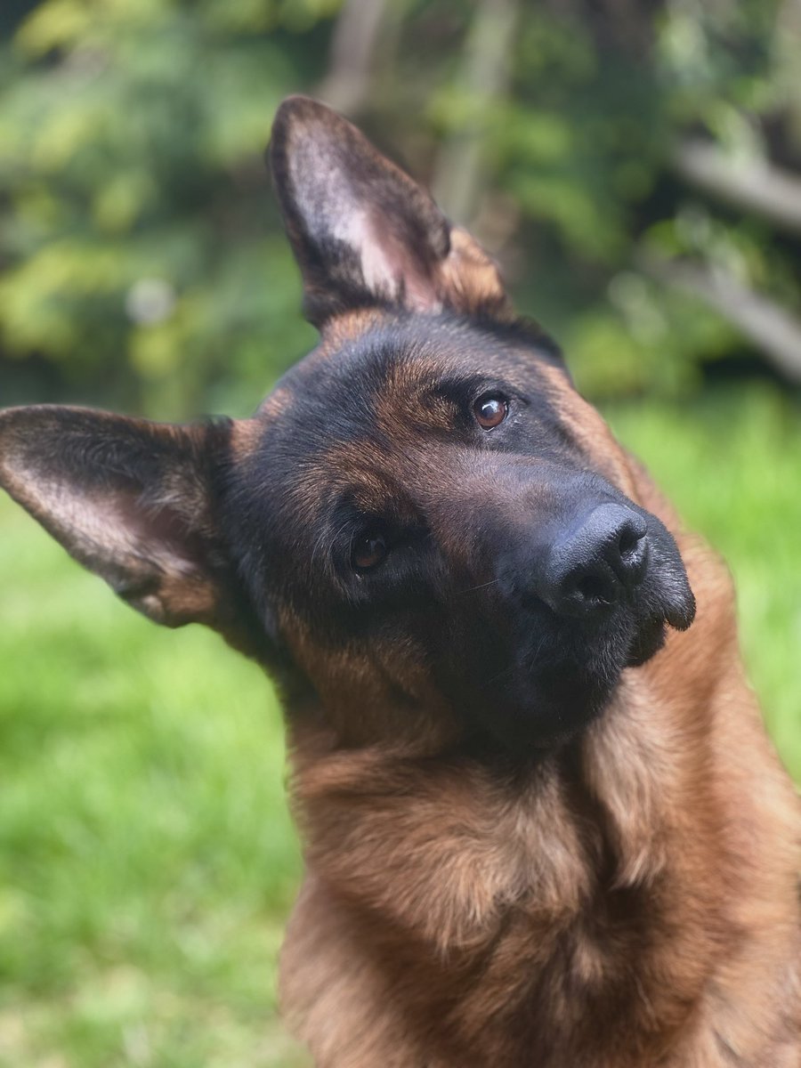 Just practicing my gold standard GSD head tilt …