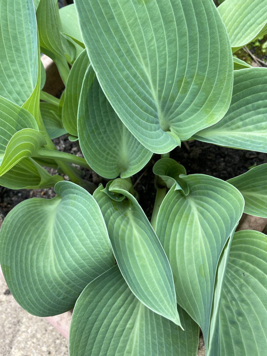 Fresh hosta foliage is such a joy this time of year #upmygardenpath